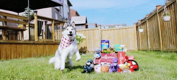 Pet Gift Box